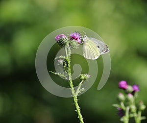 Small White butterfly