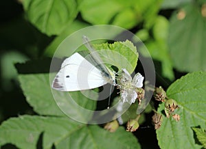 Small White butterfly