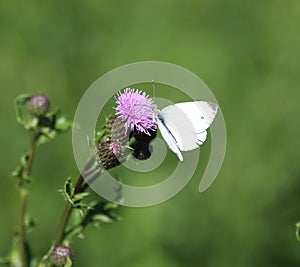Small White butterfly