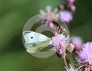 Small White butterfly