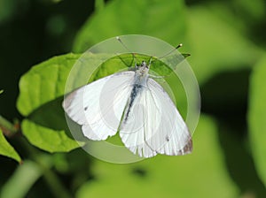 Small White butterfly
