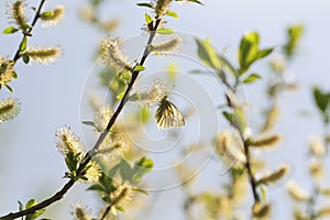 A small white butterfly sitting on a yellow furry buds of the pu