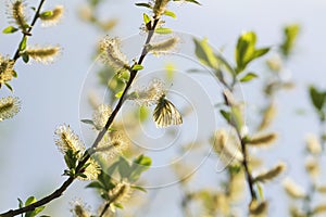 A small white butterfly sitting on a yellow furry buds of the pu