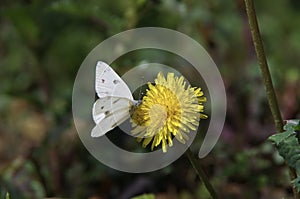 Small white butterfly on small yellow flower