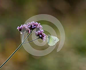 Small White butterfly on Verbena Bonariensis