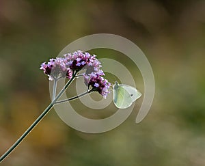 Small White butterfly on Verbena Bonariensis photo