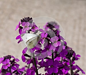 Small White Butterfly