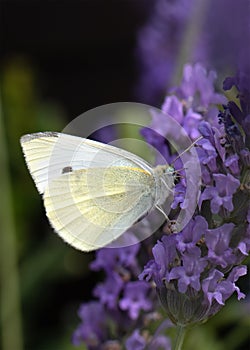 small white cabbage butterfly