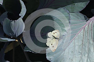 small white cabbage butterfly