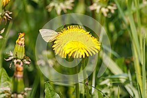 a white cabbage sits on a yellow buttercup