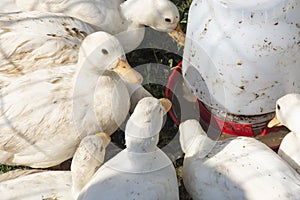 Small white call ducks