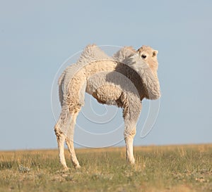 Small white camel