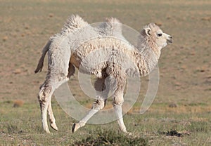 Small white camel