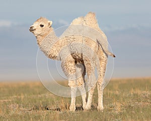 Small white camel