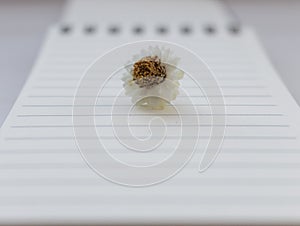 Small white camomile chamomile flower on open notebook with blank sheet unfocused background. Beginning and writing concept.