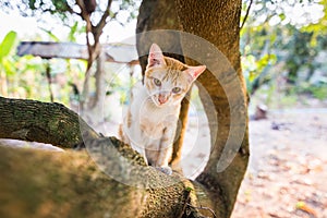A small white cat climbing trunk, playing on a tree with a beautiful bokeh light and looking at a child who is learning how to be