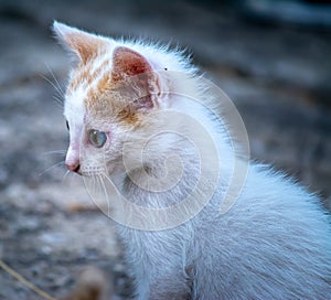 Small white cat in a garden