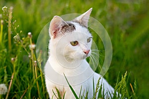 A small white cat sits in the garden in the thick grass
