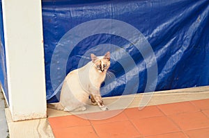 A small white cat photo