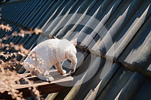 Small white cat sneaking on the wooden fence to roof.