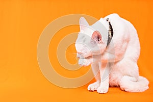 small white cat stands on two legs to reach something, orange background photo