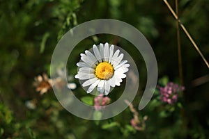 Small white chamomile flower on a green blurred background