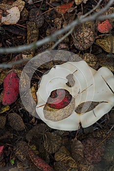 Small white champignon in autumn forest among red leaves. Seasonal mushroom in the woods. Nature or healthy organic food