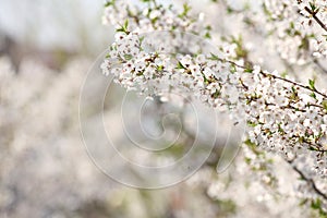 Small white cherry flowers in spring