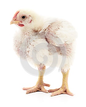 Small white chicken.