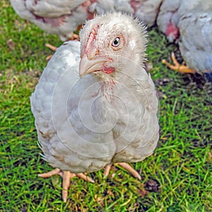 Small white chicken, meat breed Czech broiler,