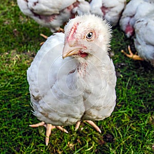Small white chicken, meat breed Czech broiler, close-up