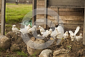 Small white chickens in cage