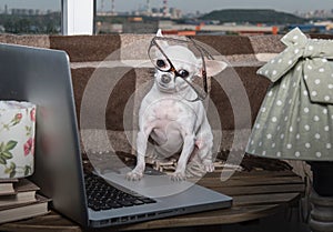 A small white chihuahua dog with a funny muzzle in glasses looks at a laptop while sitting near the window.