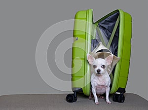 A small white chihuahua dog looks in surprise from a small open suitcase in bright green.