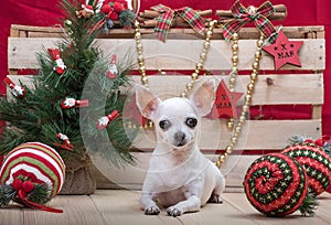 A small white chihuahua dog rests in a cozy house decorated with Christmas decorations before Christmas.