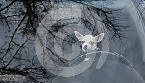 A small white Chihuahua dog sits behind the wheel of a large car - a view through the windshield at the dog driver.