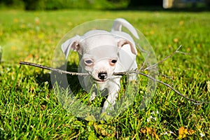 Small white chihuahua puppy on a lawn