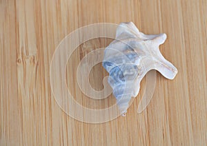 A small, white conch shell with blue streaks on the top sitting on light wood surface