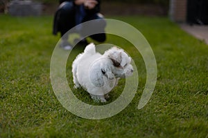 Small white cotton puppy playing in the tall green grass at its new home, and woner in the background photo