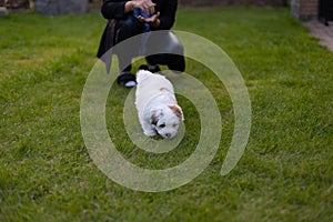 Small white cotton puppy playing in the tall green grass at its new home, and woner in the background photo