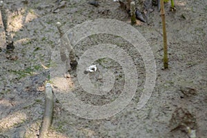 A small white crab called White Semaphore CrabIlyoplax delsmani on the mudflats in mangrove forest, Tanjung Piai Rainforest, Mal