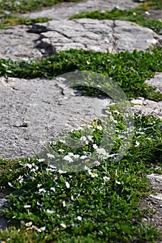 Small white daisies growing between stones on a path.