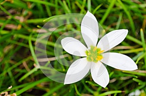 Small white daisy flower with highlighted petals with green background and top view