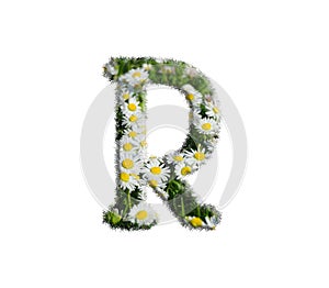 Small white daisy flower, spring garden capital letter R