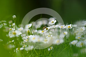 Small white daisy flowers with a bee