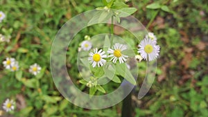 Small white daisy flowers in green grass