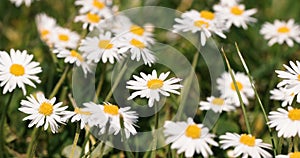 Small white daisy flowers in green grass with spring breeze