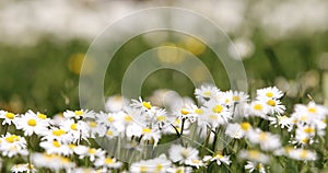 Small white daisy flowers in green grass with spring breeze