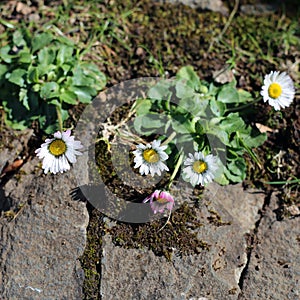 Small White Daisy-Like Flowers Photographed in a Meadow Located in Madeira