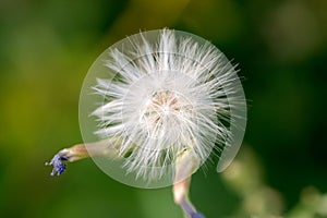 A small white dandelion on a light green background. Macro